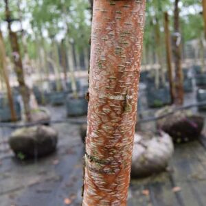 Betula papyrifera 8-10 S